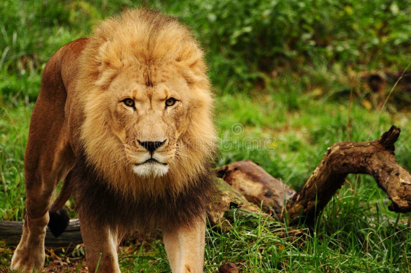 Roi de lion photo stock. Image du noir, regarder, fourrure - 11809684