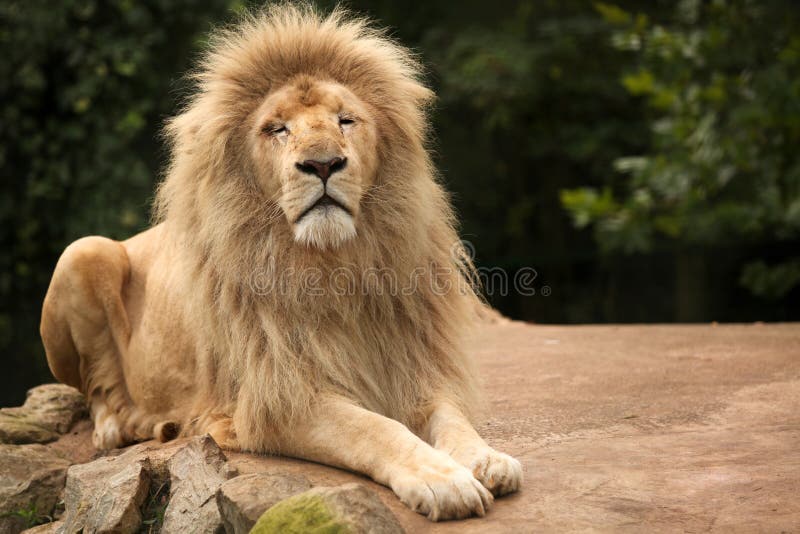 Roi de lion