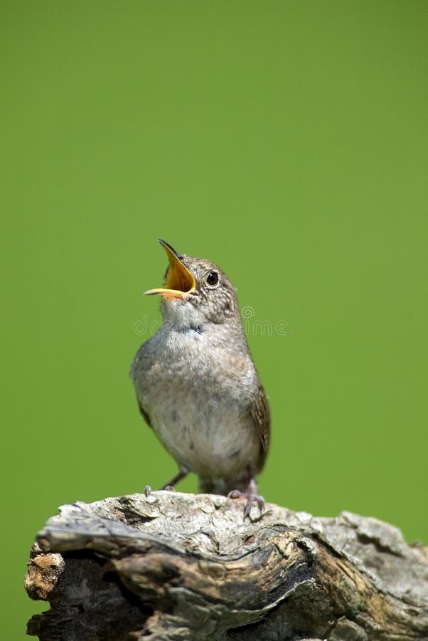 Roitelet de Chambre (aedon de troglodytes) image stock Roitelet de Chambre (aedon de troglodytes) image stock