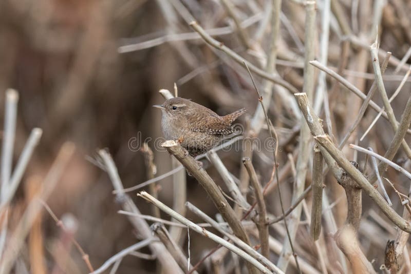 Roitelet eurasien se reposant dessus sur un arbuste nu image libre de droits Roitelet eurasien se reposant dessus sur un arbuste nu image libre de droits