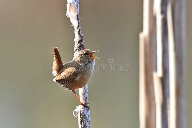 Roitelet eurasien (troglodytes de troglodytes) photo stock Roitelet eurasien (troglodytes de troglodytes) photo stock