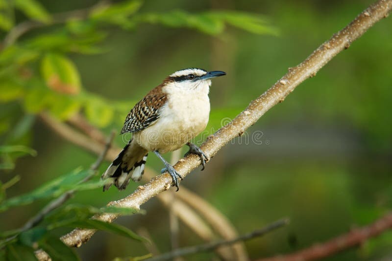 Roitelet rufous-naped - le rufinucha de Campylorhynchus est oiseau chanteur du Troglodytidae de famille, les roitelets C'est un ? photographie stock Roitelet rufous-naped - le rufinucha de Campylorhynchus est oiseau chanteur du Troglodytidae de famille, les roitelets C'est un ? photographie stock