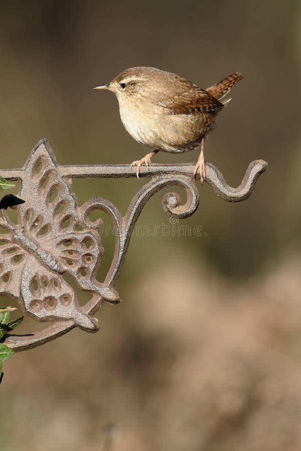 Roitelet, troglodytes de troglodytes image libre de droits Roitelet, troglodytes de troglodytes image libre de droits