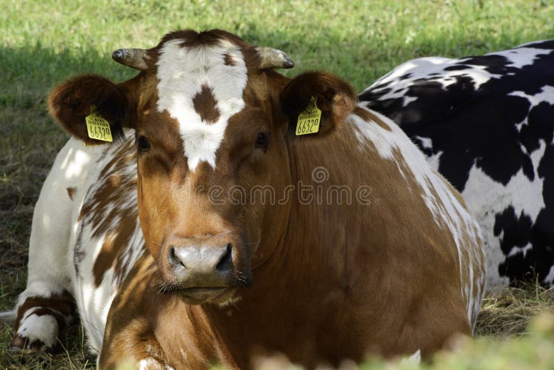 Rojo con una vaca holgazanera de aspecto blanco tendida en el prado fotos de archivo libres de regalías