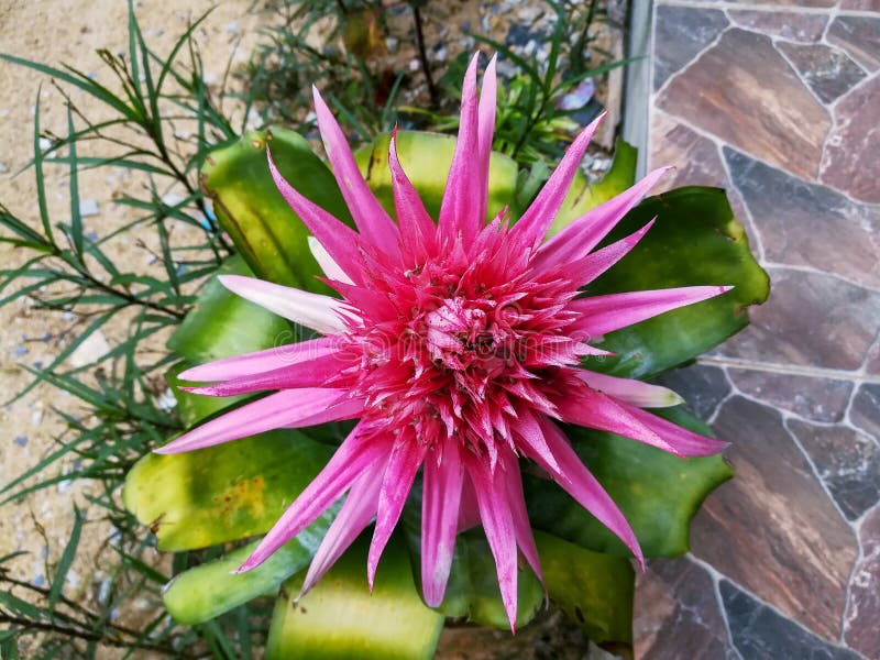 Rojo De La Flor De Vriesea De La Bromelia Con Las Hojas Imagen de archivo -  Imagen de colorido, parque: 121693697