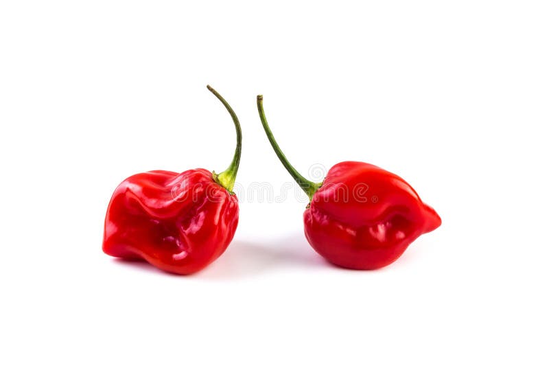 Rojo del habanero en el fondo blanco foto de archivo libre de regalías Rojo del habanero en el fondo blanco foto de archivo libre de regalías