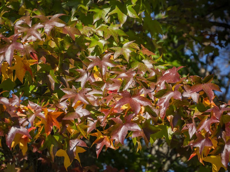 Rojo del otoño, amarillo, oro y styraciflua verde del liquidámbar de las hojas, árbol ambarino Un primer de la hoja en foco contr fotos de archivo Rojo del otoño, amarillo, oro y styraciflua verde del liquidámbar de las hojas, árbol ambarino Un primer de la hoja en foco contr fotos de archivo