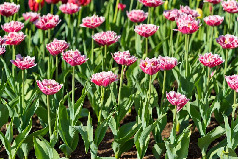 Rojo los tulipanes florecientes imagenes de archivo Rojo los tulipanes florecientes imagenes de archivo