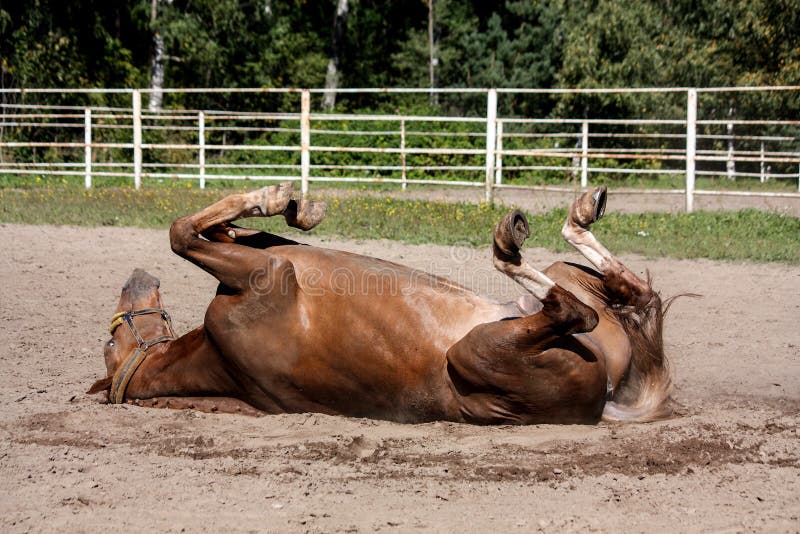 Chestnut horse rolling in the sand at the field. Chestnut horse rolling in the sand at the field