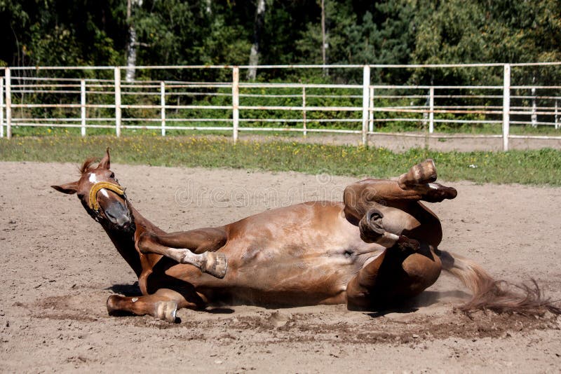 Chestnut horse rolling in the sand at the field. Chestnut horse rolling in the sand at the field