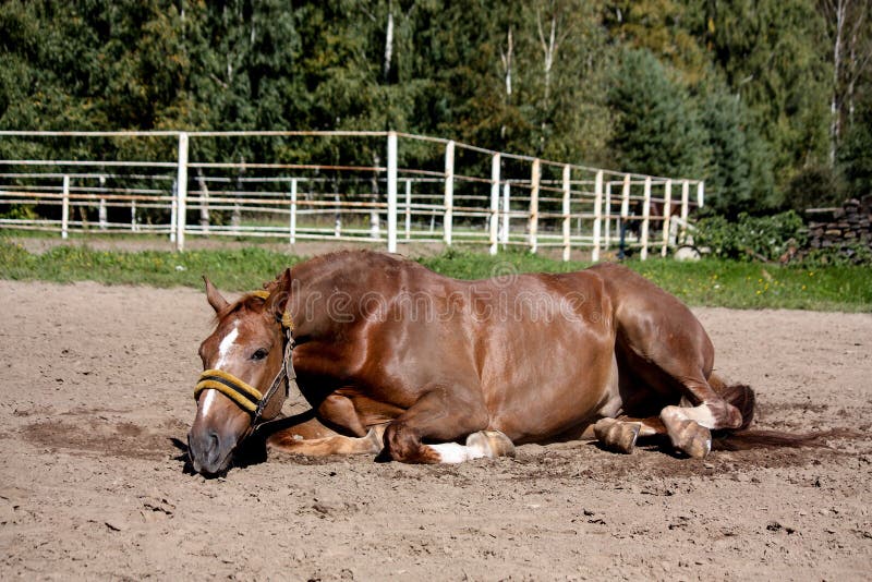 Chestnut horse rolling in the sand at the field. Chestnut horse rolling in the sand at the field