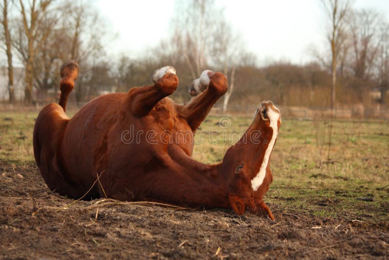 Chestnut horse rolling resting on the ground. Chestnut horse rolling resting on the ground