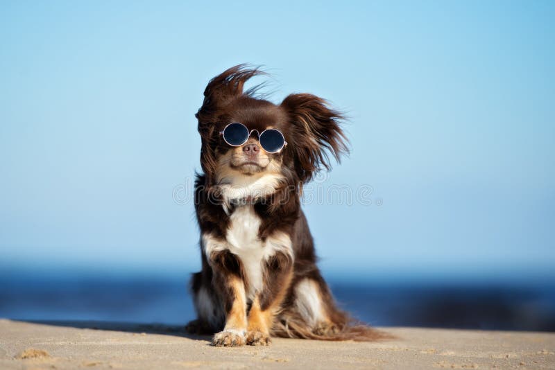 Rolig chihuahuahund i solglasögon som sitter på en strand