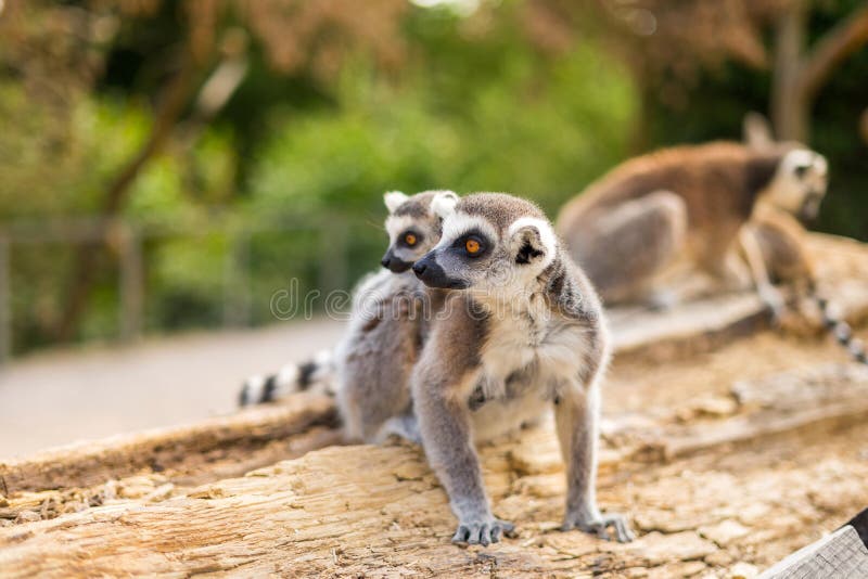 Rolig Cirkel-tailed makifamilj arkivfoto Rolig Cirkel-tailed makifamilj arkivfoto