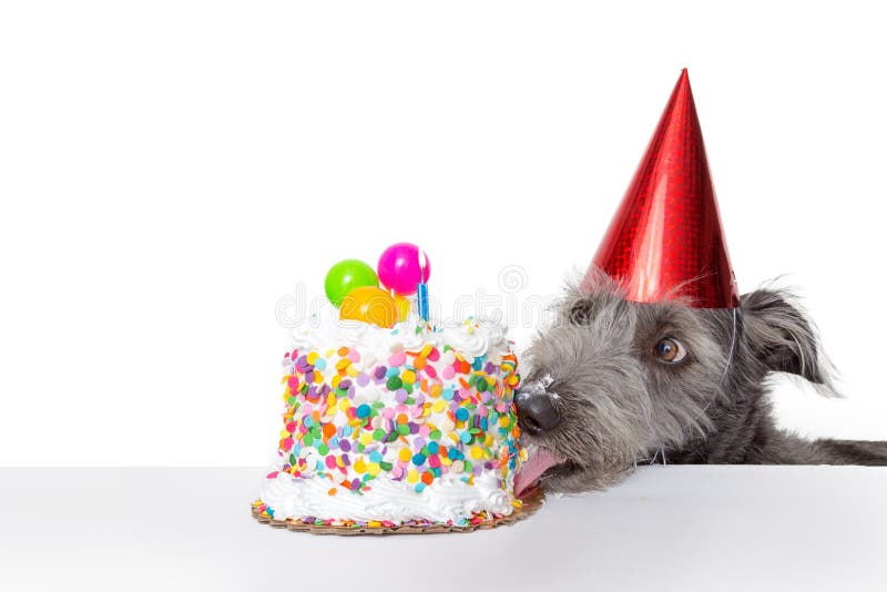 Rolig födelsedaghund som äter kakan