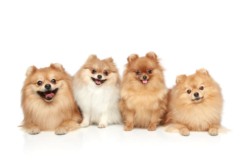 rolig gruppvalpspitz royaltyfri foto rolig gruppvalpspitz royaltyfri foto