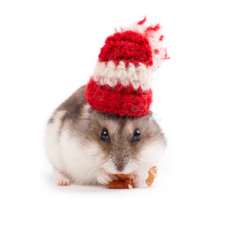 rolig hamster arkivbilder rolig hamster arkivbilder