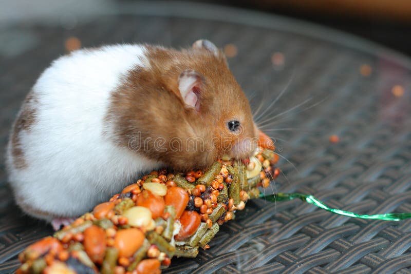 Rolig hamster som äter mat arkivfoto Rolig hamster som äter mat arkivfoto