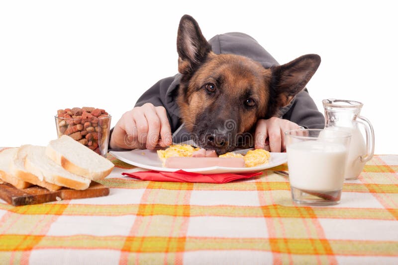 Funny concept of dogs and food, German shepherd dog with human hands. Funny concept of dogs and food, German shepherd dog with human hands