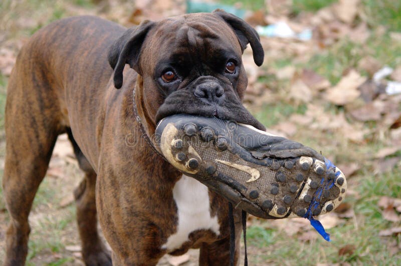 Rolig hund som tuggar på en fotbollsko