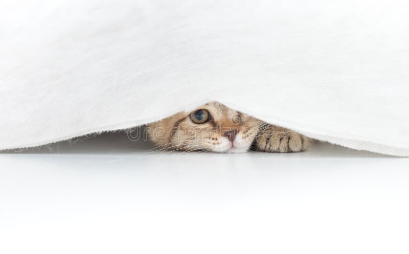Rolig katt som döljas under den isolerade lilla vita gardinen arkivfoton Rolig katt som döljas under den isolerade lilla vita gardinen arkivfoton