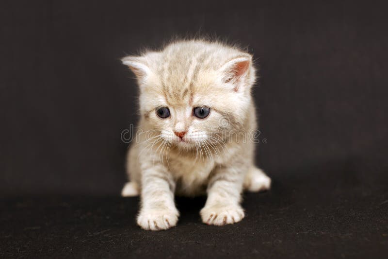 Rolig kattunge på en mörk bakgrund, brittisk avel för kattunge royaltyfri fotografi Rolig kattunge på en mörk bakgrund, brittisk avel för kattunge royaltyfri fotografi