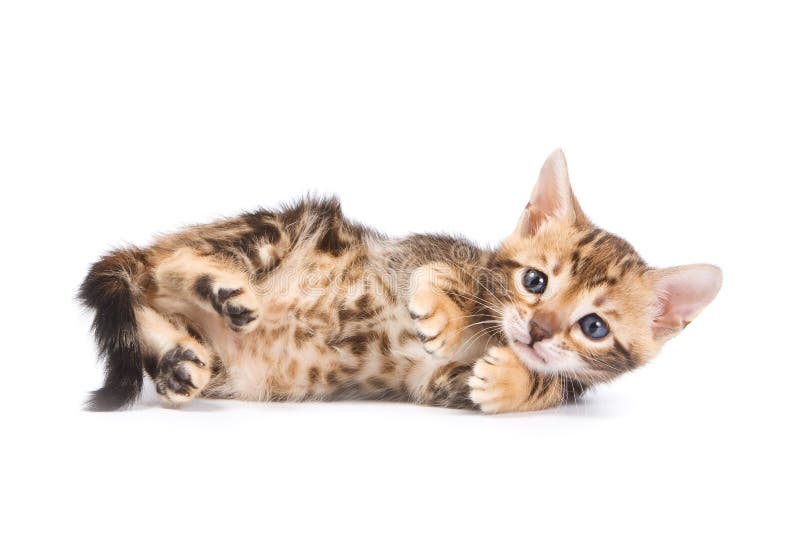 Rolig Kitten Bengal katt royaltyfria foton Rolig Kitten Bengal katt royaltyfria foton