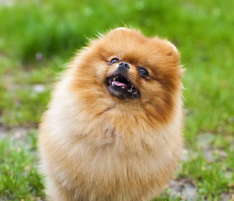 1,189 Fluffig Hund Liten Foton Gratis och royaltyfria stockfoton från