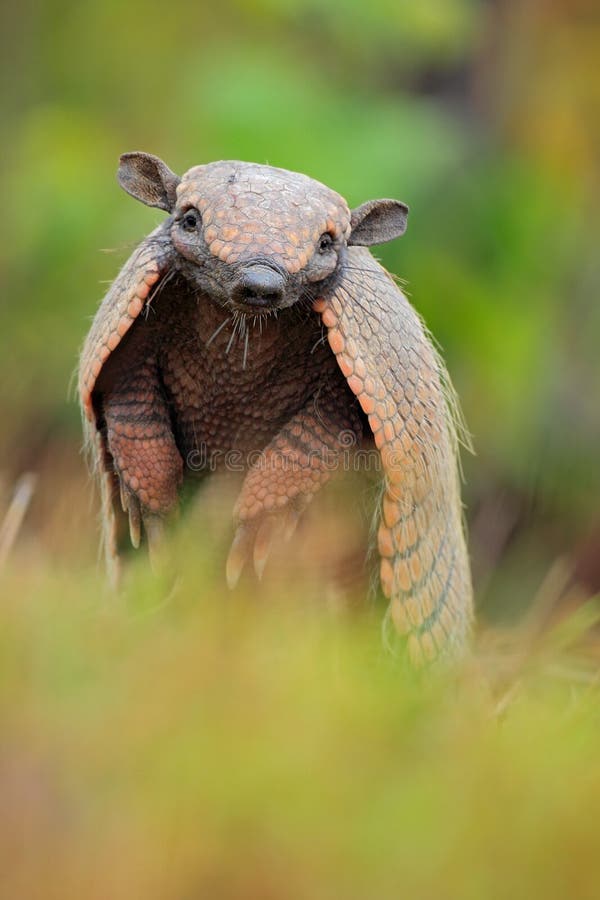 Rolig stående av den sydliga Naken-tailed bältdjuret, Cabassous unicinctus, Pantanal, Brasilien fotografering för bildbyråer Rolig stående av den sydliga Naken-tailed bältdjuret, Cabassous unicinctus, Pantanal, Brasilien fotografering för bildbyråer