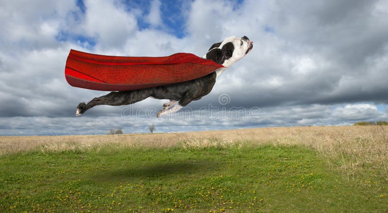 Rolig Superherohund som flyger bulldoggen