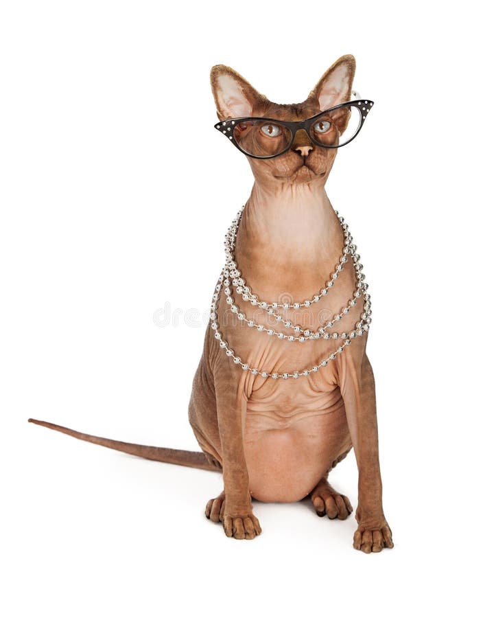 Roliga hårlösa Cat Wearing Glasses arkivfoto Roliga hårlösa Cat Wearing Glasses arkivfoto
