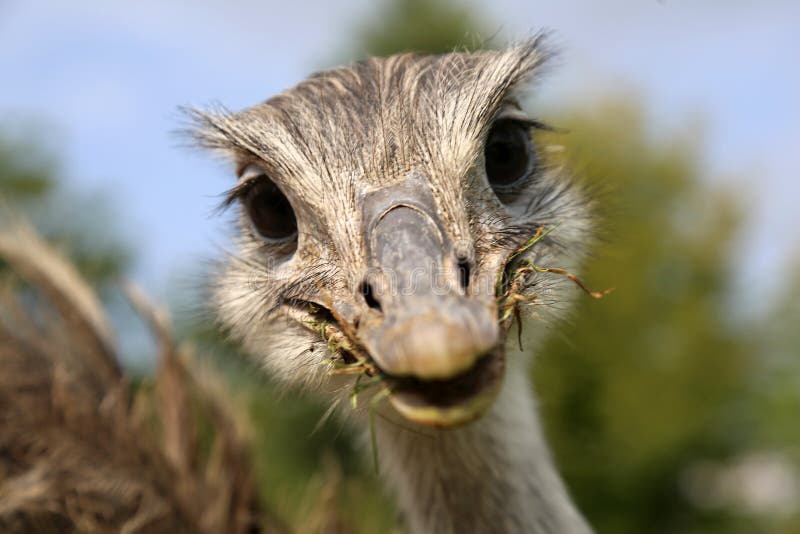 Portrait of a funny looking common rhea. Portrait of a funny looking common rhea