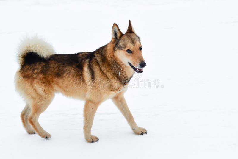 Roligt fluffigt hundanseende på vit snö royaltyfria bilder Roligt fluffigt hundanseende på vit snö royaltyfria bilder