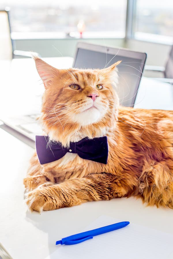 Roligt Maine Coon Cat bärande fjärilsband som ligger på tabellen i hans kontor som ett framstickande arkivbilder Roligt Maine Coon Cat bärande fjärilsband som ligger på tabellen i hans kontor som ett framstickande arkivbilder