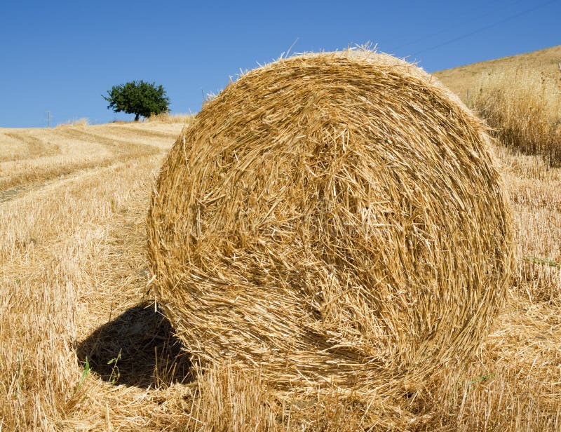 Roll of hay