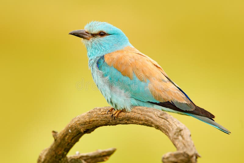 Rolle in der Natur Birdwatching in Ungarn Nette Farbhellblaue Vogel Blauracke, die auf der Niederlassung mit offener Rechnung, bl