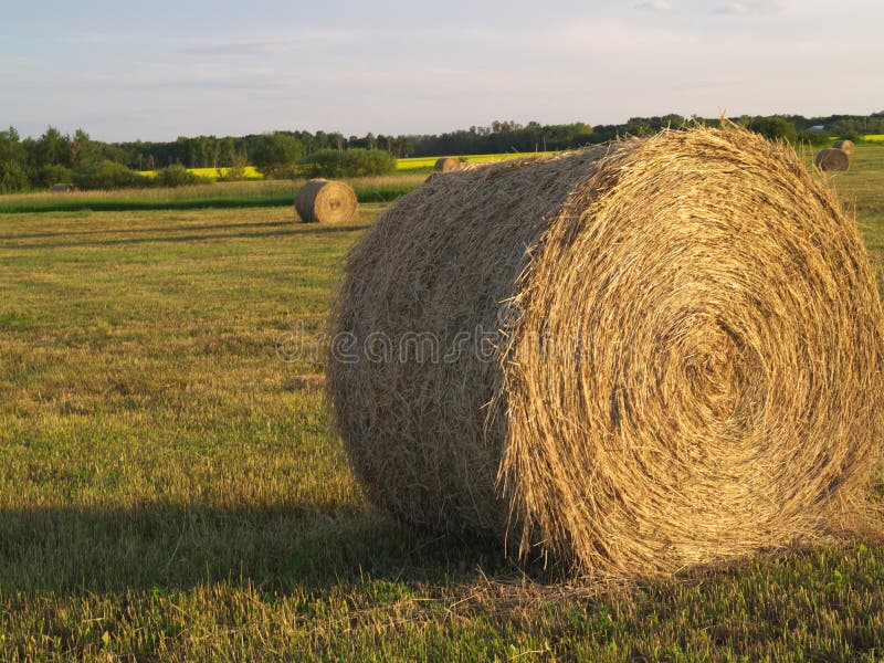 Rolled bale in feild dusk royalty free stock image