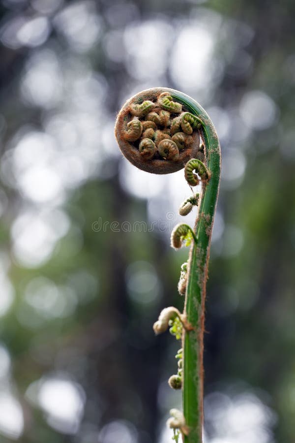 Rolled fern close-up on blurred background