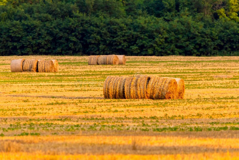 CSFOTO 8x8ft Background for Haystack On Field Landscape Photography Backdrop Farm Farmland Wheat Straw Bale Harvest Autumn Agriculture Country Secene Rural View Photo Studio Props Vinyl Wallpaper 