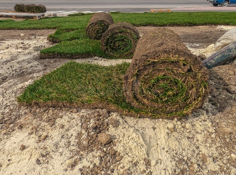 Rolled Lawn Preparation for Laying. Twisted Rolls of Soil with Grass on