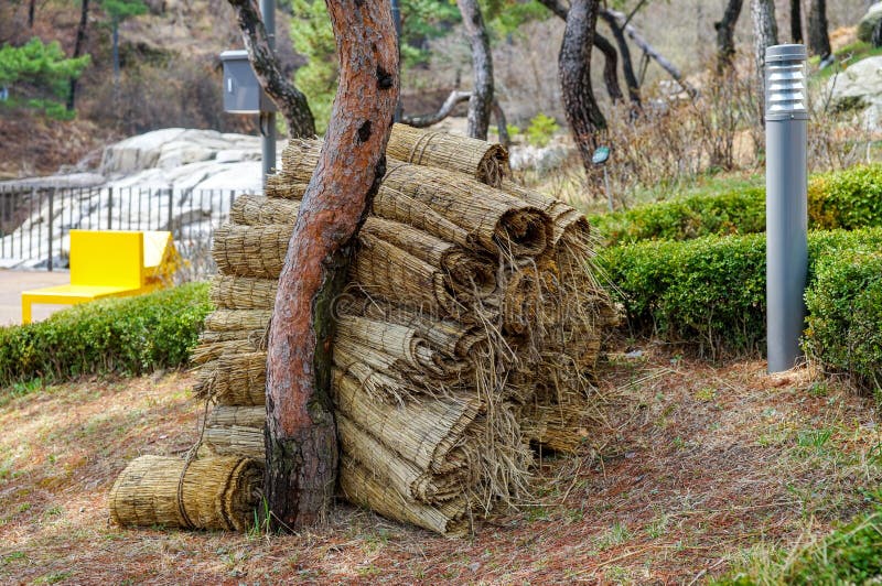 Rolled Straw Mats for Walkways Stock Photo Image of park, asia 169877196