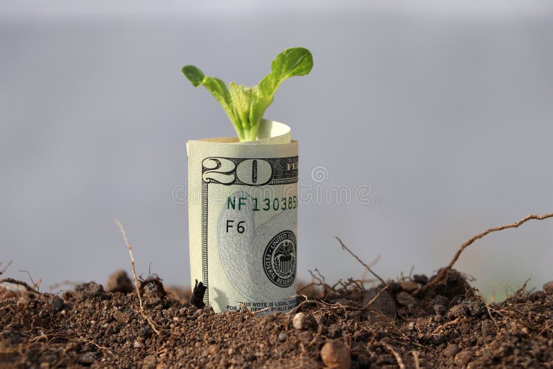 Rolled twenty US dollar banknote of America and young plant grow up from the soil