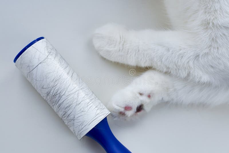 Clothes Roller for Cleaning of Garbage and Cat Fur Stock Photo Image of handle, animal 105062504