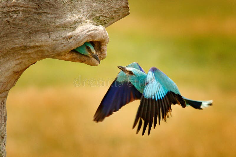 Roller in nest tree hole, nesting time in spring. Birdwatching in Hungary. Nice colour light blue bird European Roller flying in n