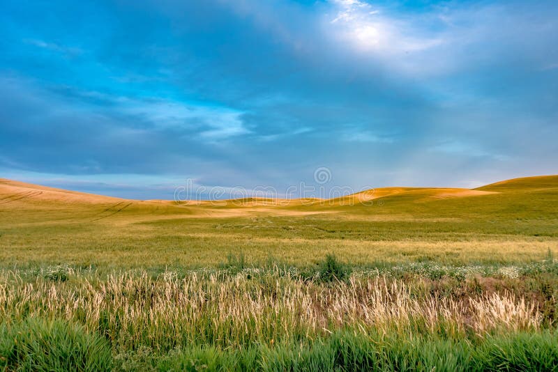 Rolling Hills and Farm Land at Palouse Washington Stock Image Image