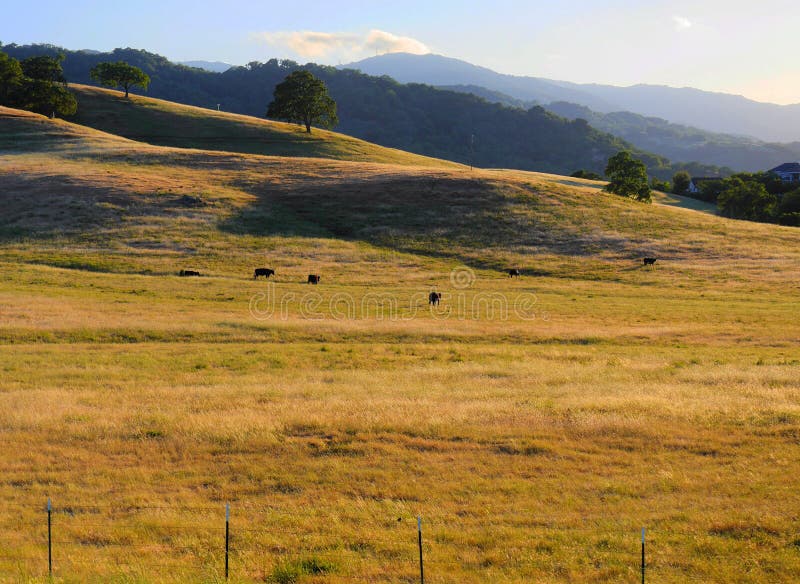 Grazing Cattle Ranch Countryside Mount Adams Mountain Farmland L Stock