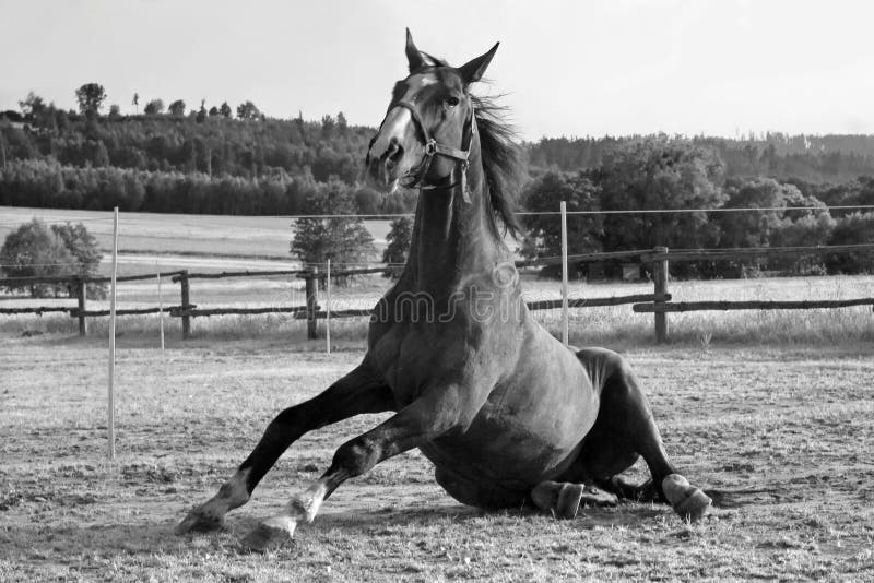 Rolling horse stock photo. Image of graze, fields, farmland 17398894