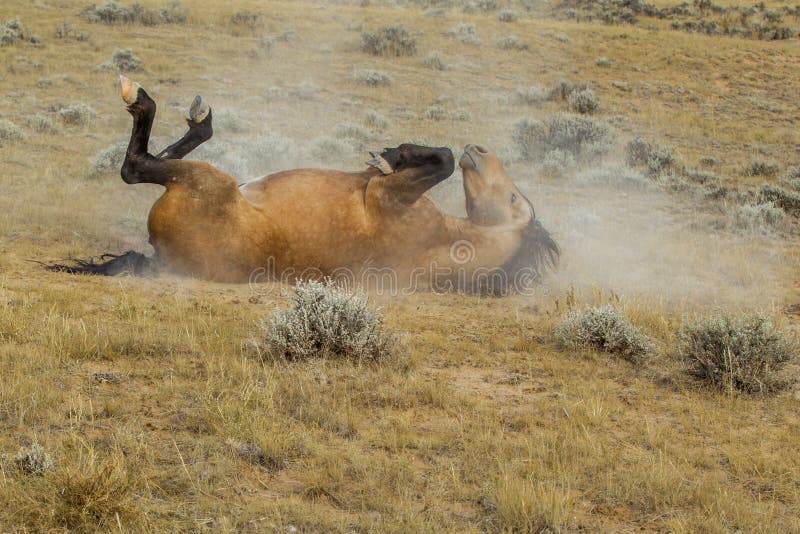 Rolling Wild paard royalty-vrije stock afbeeldingen Rolling Wild paard royalty-vrije stock afbeeldingen