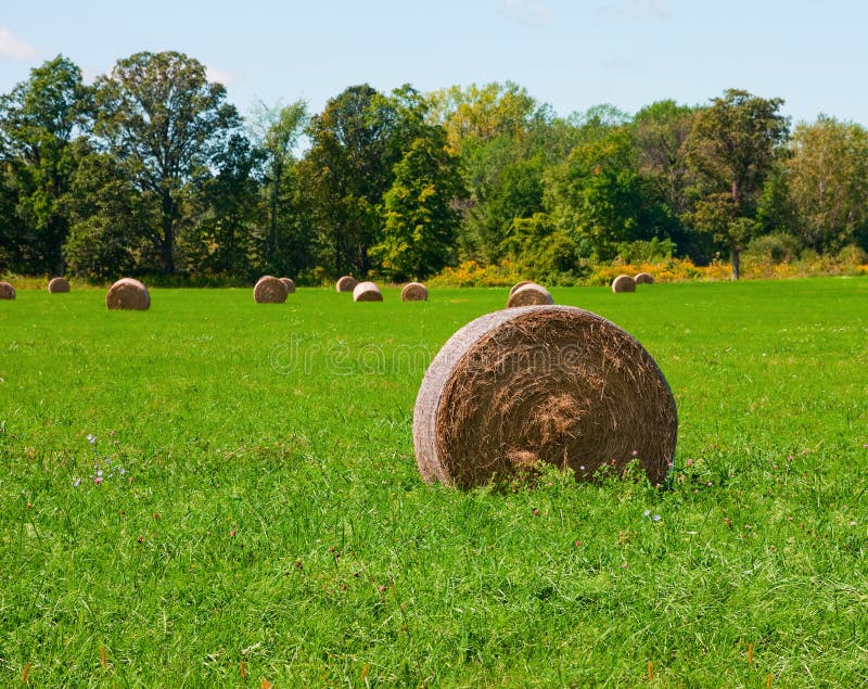 Rolls of hay