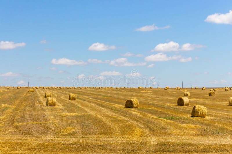 Rolls of hay in field of wheat. Haystacks in farmland. Wheat harvest concept. Round bales of hay.